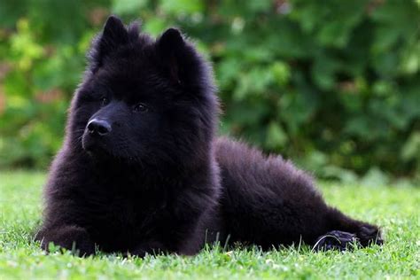 Eurasier Dog Breed Information - American Kennel Club | Dog breeds, Dog ...