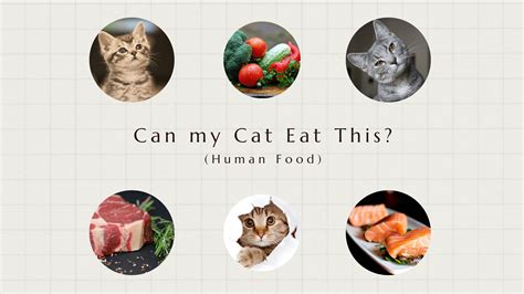 What Kinds of Human Foods Can Cats Eat? - aPetMart