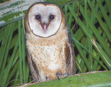 Nesting time for barn owls - The San Diego Union-Tribune