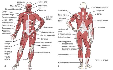 The Musculoskeletal System (Structure and Function) (Nursing) Part 4