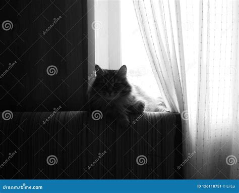 Silhouette of a Cat on a Window Background Stock Image - Image of ...