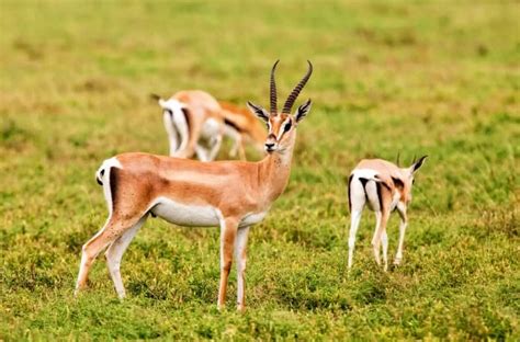 Grant’s Gazelle: Habitat, Diet & Unexpected Resourcefulness