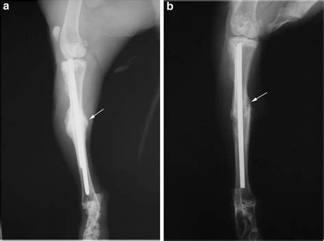 X-ray image on the 30-th day in the main (a) and contro | Open-i