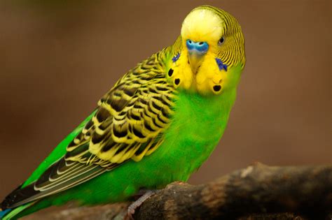 SOS Animal com amor: Periquito Australiano ( Melopsittacus Undulatus )