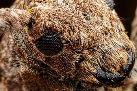 Incredible close-up Macro Photography of Insects by Dalentech ...