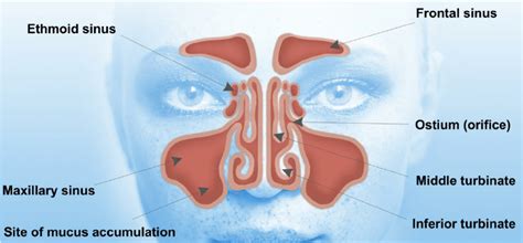 Label The Sinuses