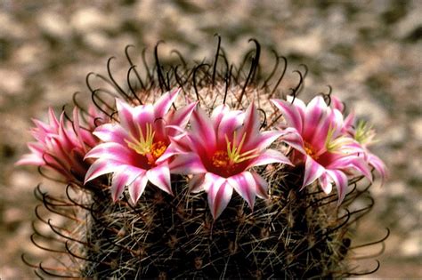 Top 5 Most Beautiful Cactus Flowers -PlantSnap.com