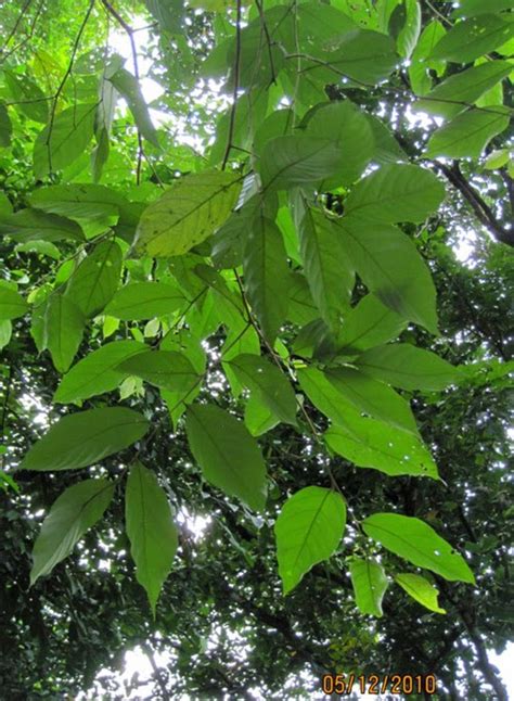 Liliana Usvat - Reforestation and Medicinal use of the Trees ...