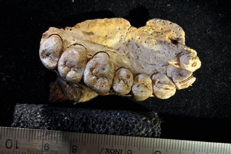 In Cave in Israel, Scientists Find Jawbone Fossil From Oldest Modern ...