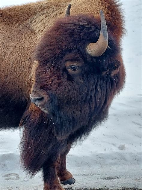 Expansion and Restoration of Bison to Greater Yellowstone Ecosystem ...