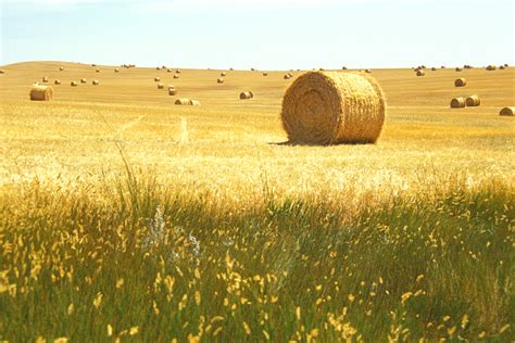 Free photo: Hay Field - Agriculture, Farm, Field - Free Download - Jooinn