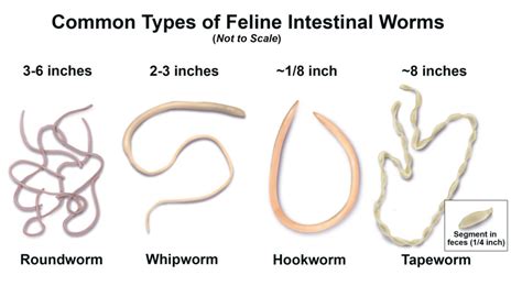 FHS Animal Intake Process Part 2: Deworming - Forsyth Humane Society