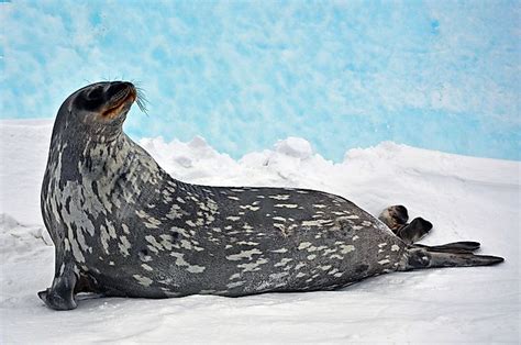 The Different Types of Seals - WorldAtlas.com