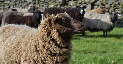 Sheep Breeds List | Discover & Learn About 50+ Unique Breeds of Sheep