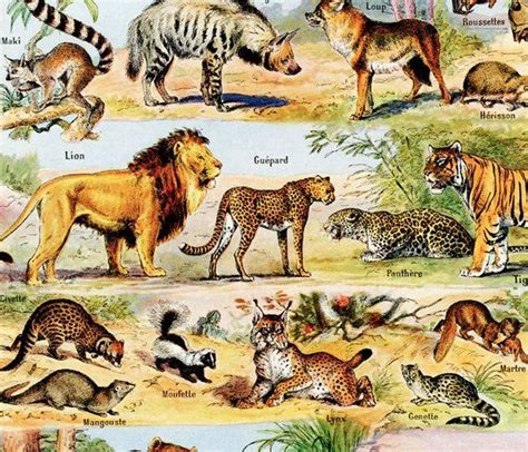 1948 Vintage animal art French wall art Wildlife art Antique mammals ...