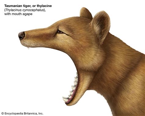 Thylacine | Size, Photo, Sightings, & Cloning | Britannica