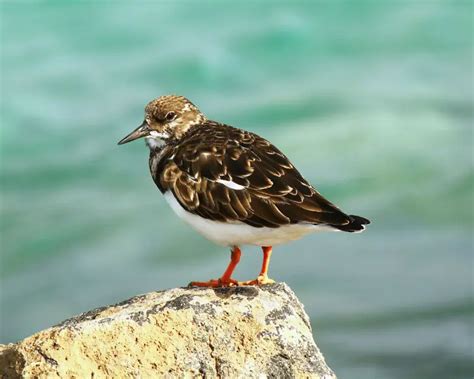 Ruddy Turnstone - Facts, Diet, Habitat & Pictures on Animalia.bio