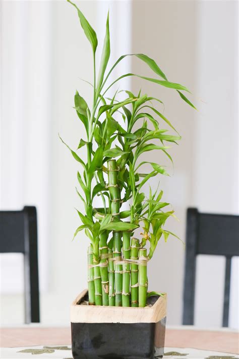 Different Bamboo House Plants