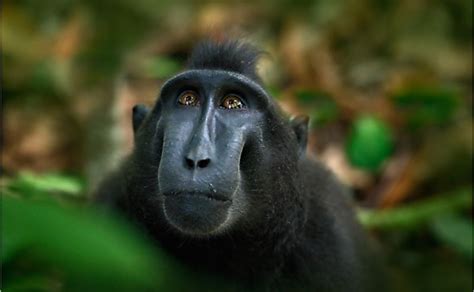 The 15 Species Of Critically Endangered Old World Monkeys - WorldAtlas.com