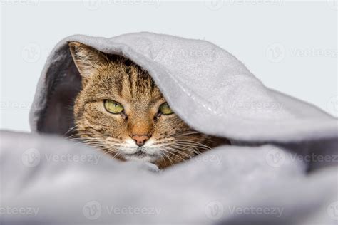 Funny domestic tabby cat lying on couch under plaid on white background ...