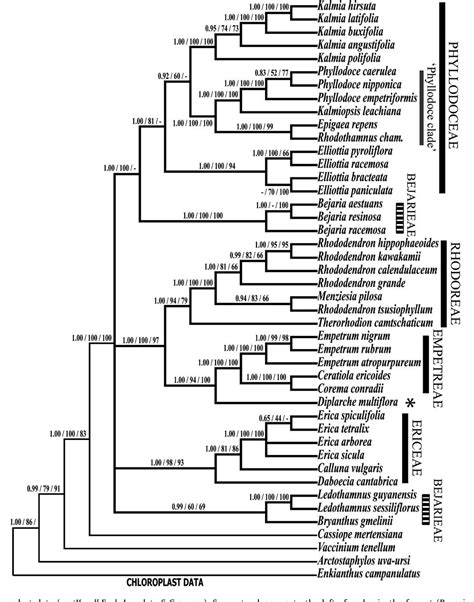 Figure 1 from Molecular phylogenetic relationships and a revised ...