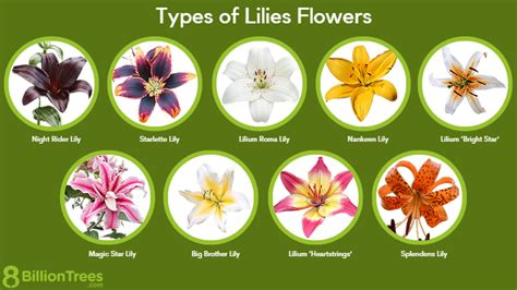 35 Types of Lilies Flowers: How To Identify Lily Flowers by Shape ...