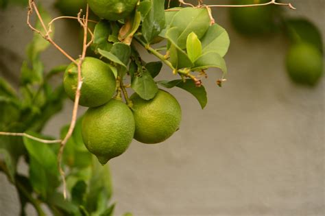 Learn How To Prune A Lime Tree