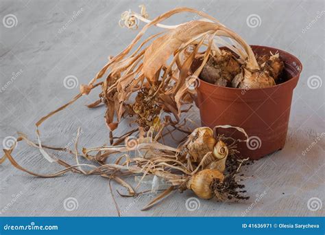 Narcissus Bulbs after Flowering Stock Image - Image of onion, faded ...