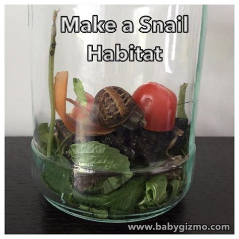 How To Make A Simple Snail Habitat