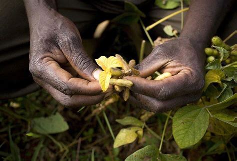 Vegetable planting guide part 5: Soya beans | ProAgri