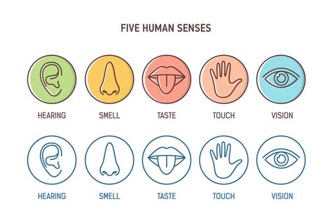 Five human senses | Photoshop Graphics ~ Creative Market