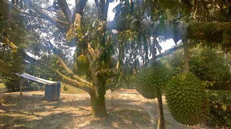 Must-Visit Durian Farms In Malaysia © LetsGoHoliday.my