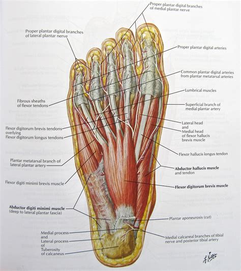 plantar fascia anatomy | gartak