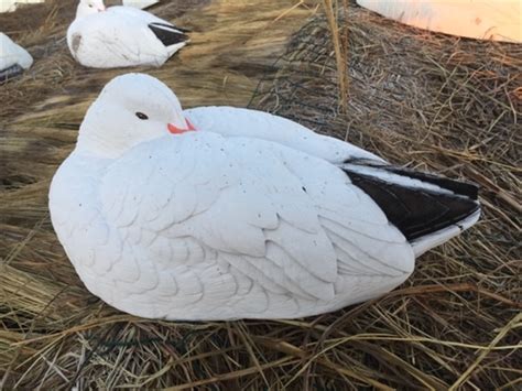 Prairiewind Decoys. **FREE SHIPPING** Sleeper Snow Goose Shell Decoys ...