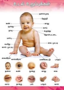 Parts of the Body Chart Paper Print - Educational posters in India ...