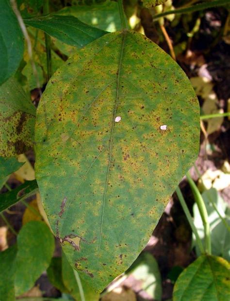 Soybean | Diseases and Pests, Description, Uses, Propagation