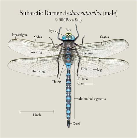 Anatomy of a dragonfly | Dragonfly larvae, Aquatic insects, Dragonfly ...