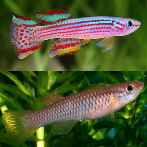 Endler Guppy Female: Ideal for Breeding Setups and Beginners