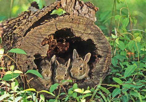 Cottontail Rabbit Habitat