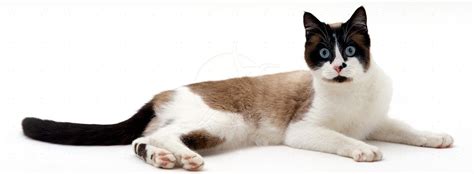 Snowshoe - Information, Health, Pictures & Training Pet Paw