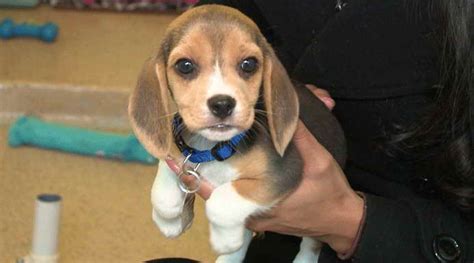 Beagle Puppies For Adoption Near Me | PETSIDI