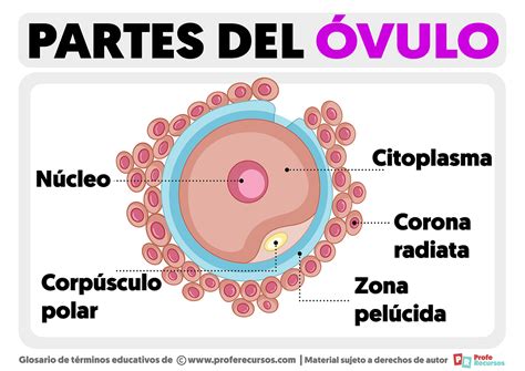 Partes del Óvulo | Estructura del Óvulo