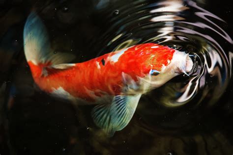 Koi Fish Wallpapers - Wallpaper Data