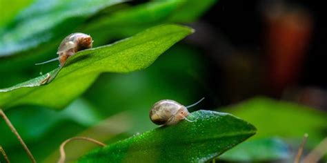 Snail Poop Aquarium: The Secret to Healthy Ecosystems - All Pets Journal