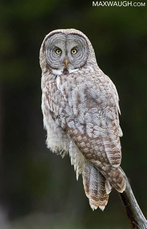 Great Gray Owl: The Ghost of the Forest | Max Waugh