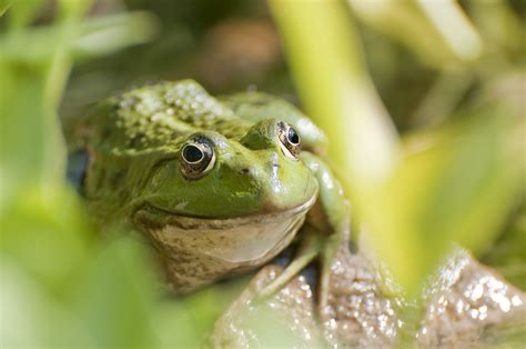 Tree Frog on Grass · Free Stock Photo