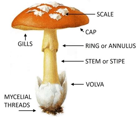 Actualizar 103+ imagen club fungi examples - Abzlocal.mx