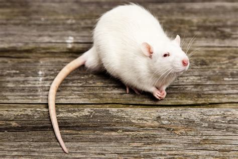 How dangerous is a rat bite? Archives - Elite Wildlife Services