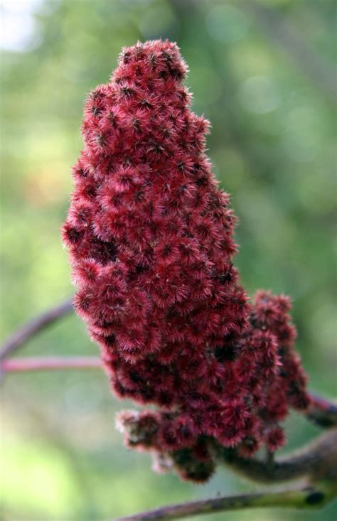 Medicinal Plants-Staghorn Sumac