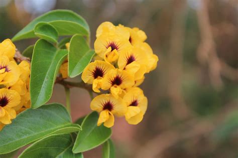 The Flowering plants (Leguminosae - Fabaceae): Pterocarpus